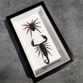 Tarantula and Scorpion Duel Frame Genuine Specimen