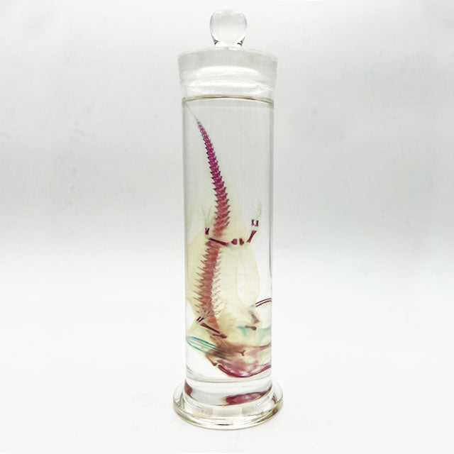 Salamander Diaphonised Wet Specimen