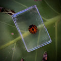 Ladybird Specimen in Resin
