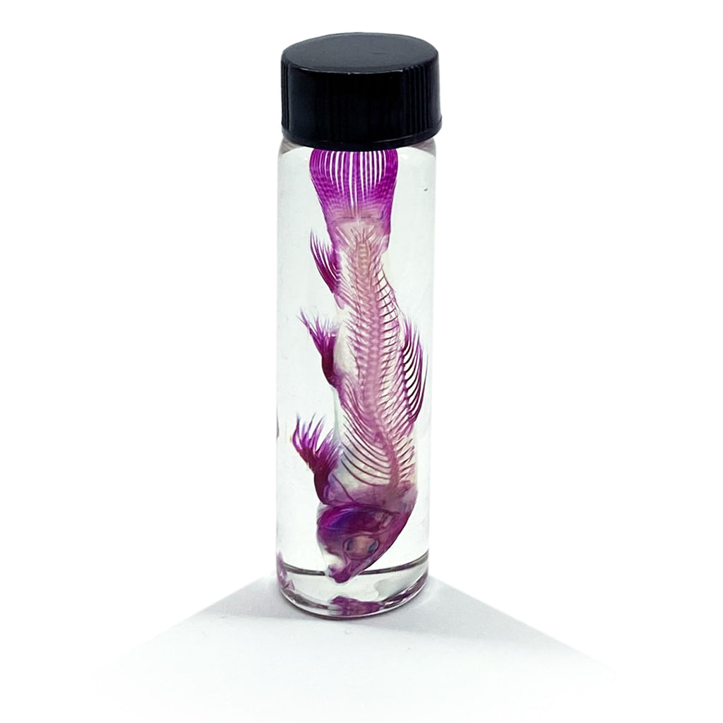 Rainbow Shark Diaphonised Specimen