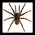 Framed Tarantula Pamphobeteus Antinous Large Specimen