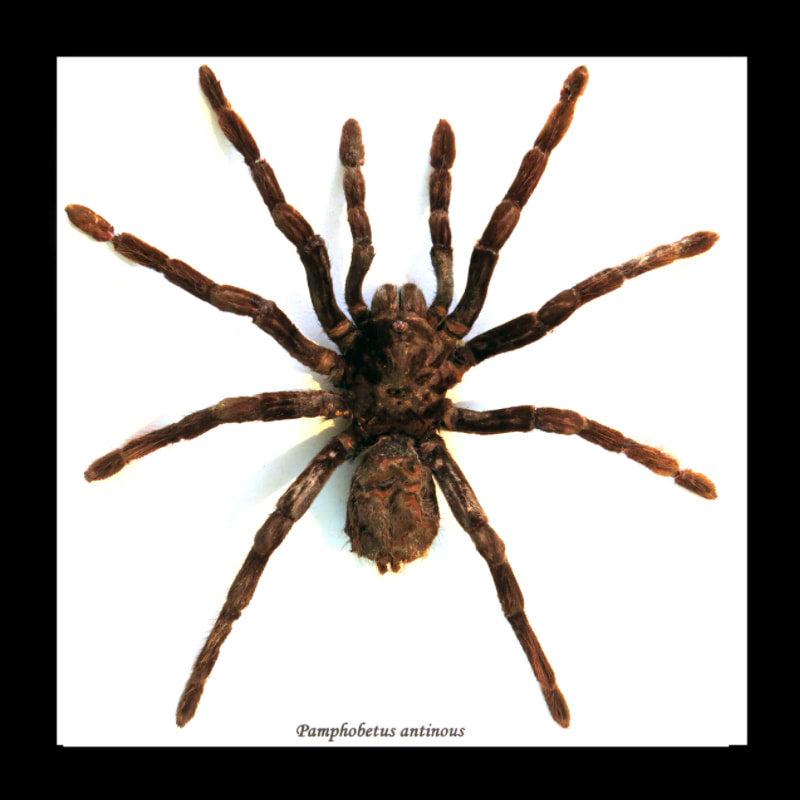 Framed Tarantula Pamphobeteus Antinous Large Specimen