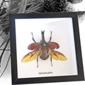 Elephant Beetle Xylotrupes Gideon Framed Specimen