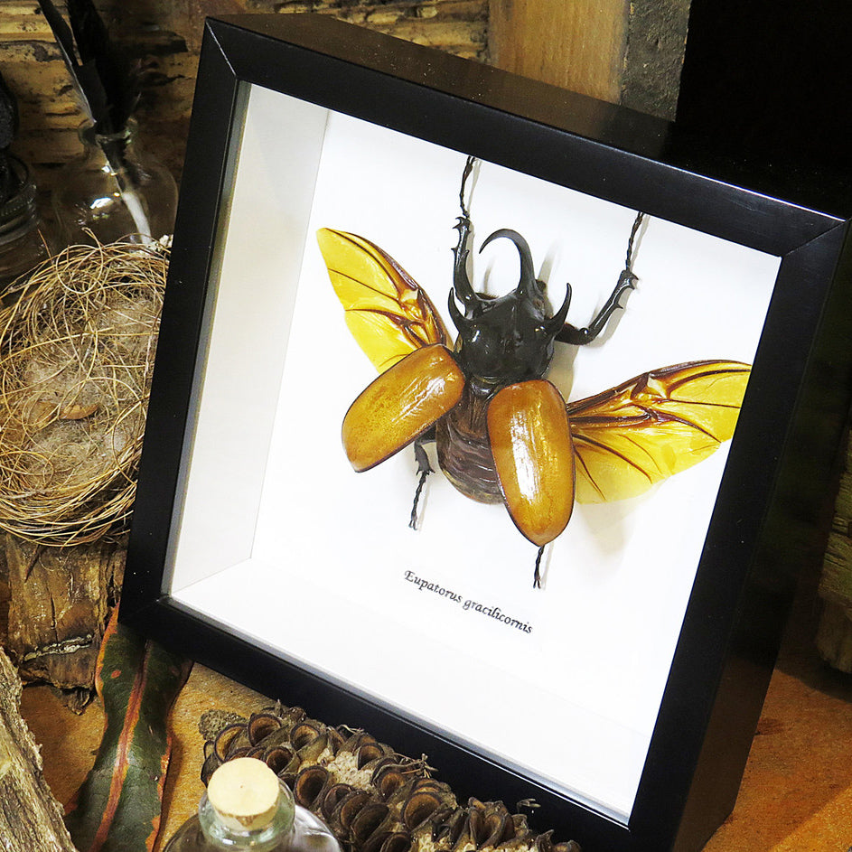 Eupatorus Gracilicornis Rhino Beetle Framed Specimen
