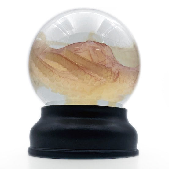 Octopus Experimental Diaphonised Wet Specimen Globe