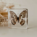 Citrus Butterfly Specimen