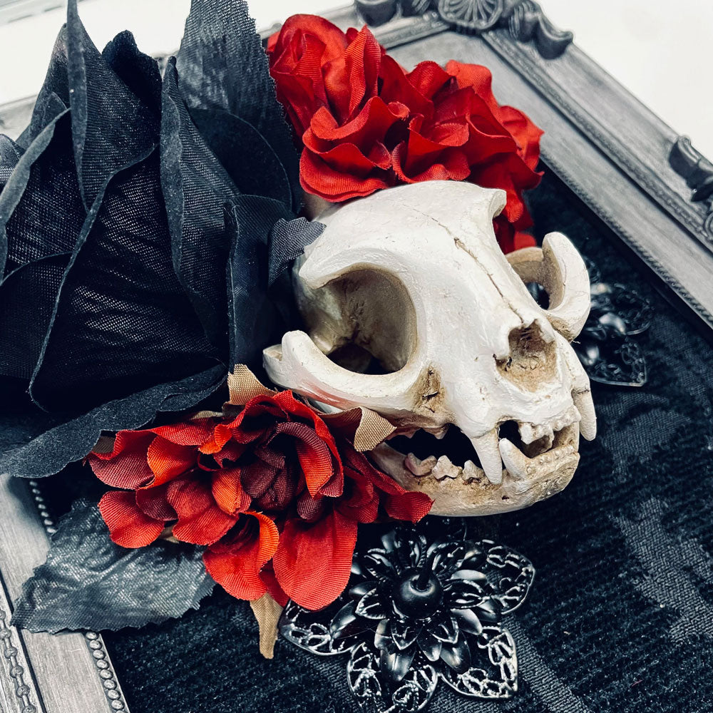 Devotions Tale Cat Skull Faux Curiosity Frame