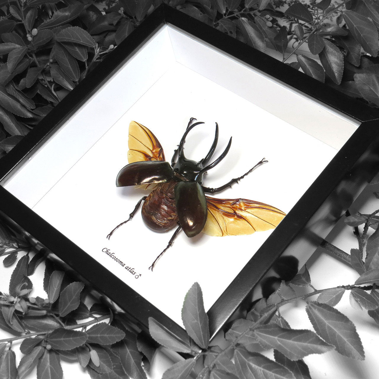 Chalcosoma Caucasus Male Framed Rhino Beetle Specimen