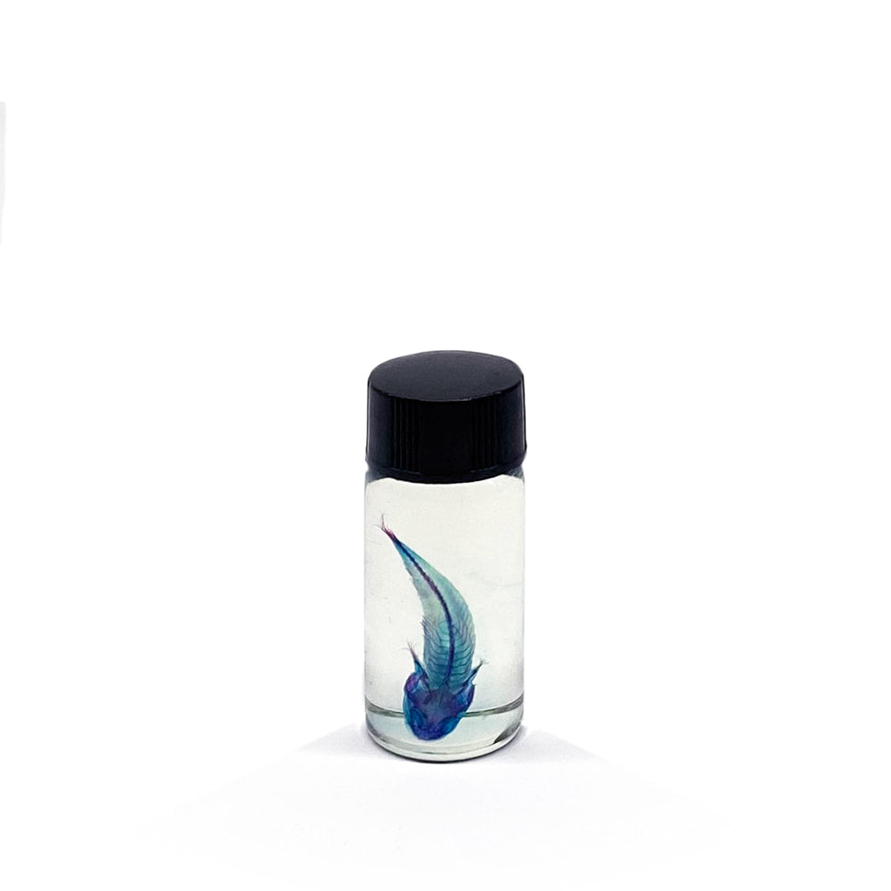 Gudgeon Diaphonised