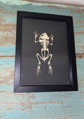Toad Articulated Skeleton Geniune Framed Specimen