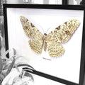 White Witch Moth Thysania Agrippina Framed Genuine Specimen