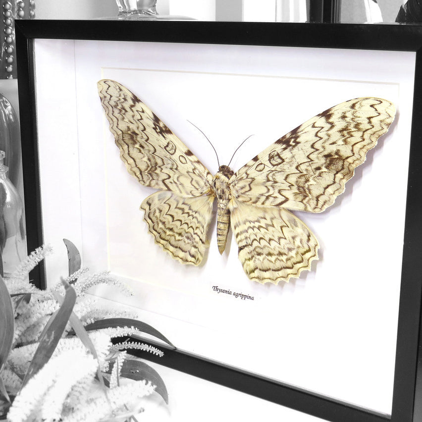 White Witch Moth Thysania Agrippina Framed Genuine Specimen