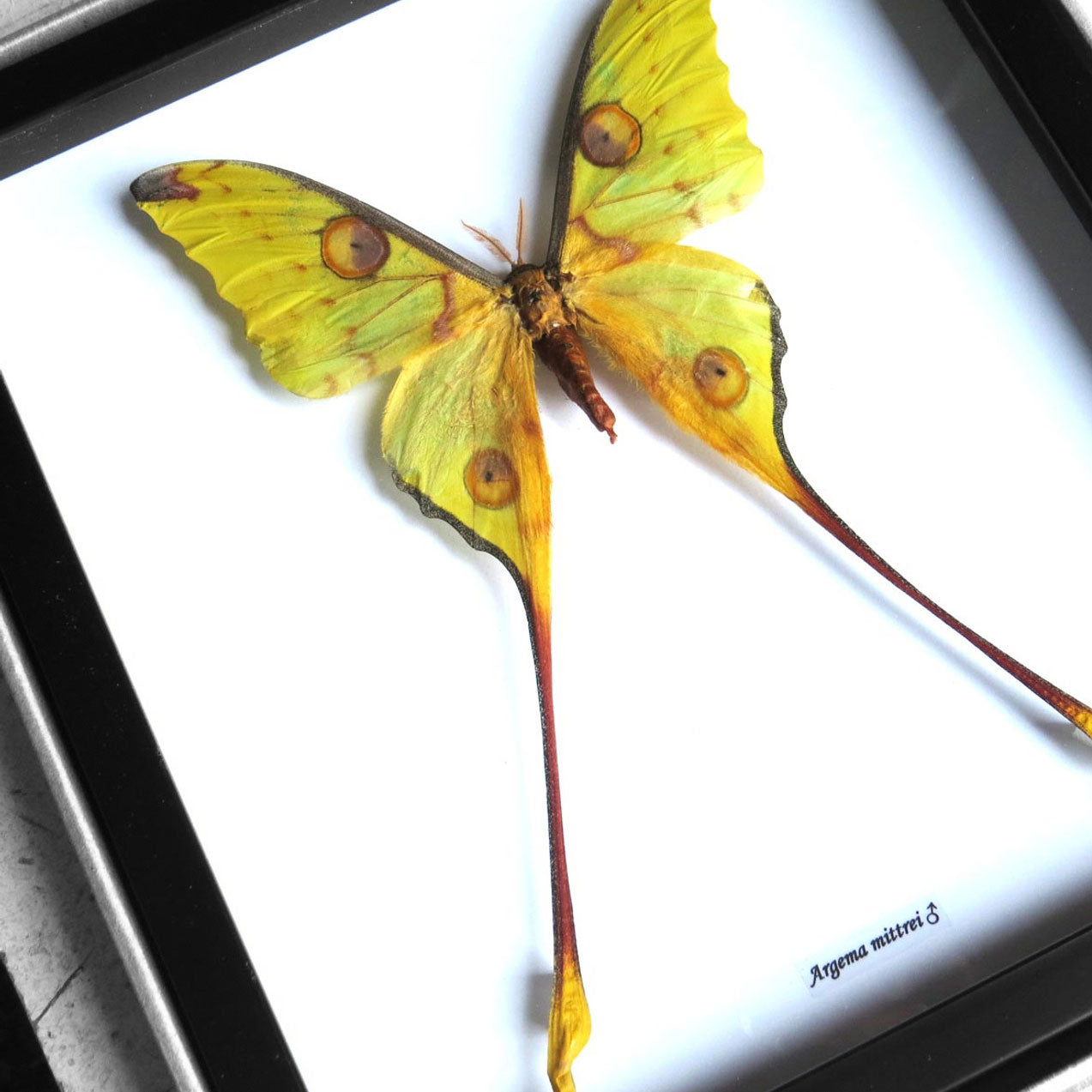 Moon Moth Argema Mittrei Framed Genuine Specimen