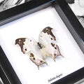 Mother of Pearl Butterfly Genuine Framed Specimen