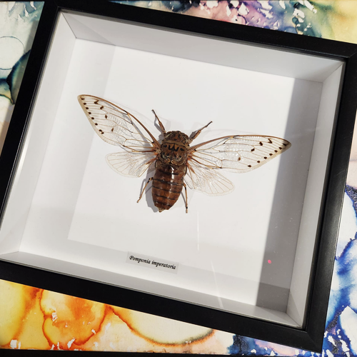 Cicada - Ayuthia Spectabile Framed Genuine Specimen
