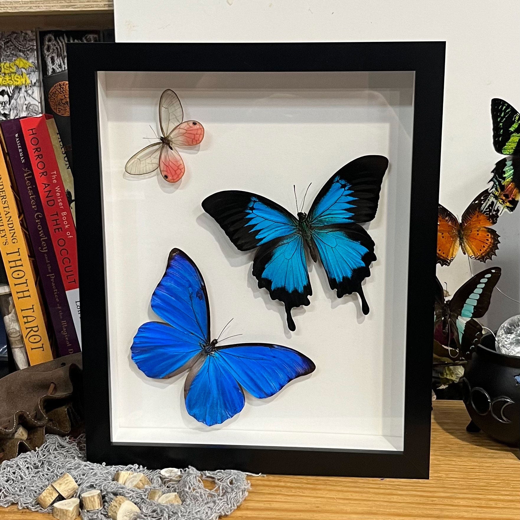 Swirl of Butterflies Genuine Framed Specimens