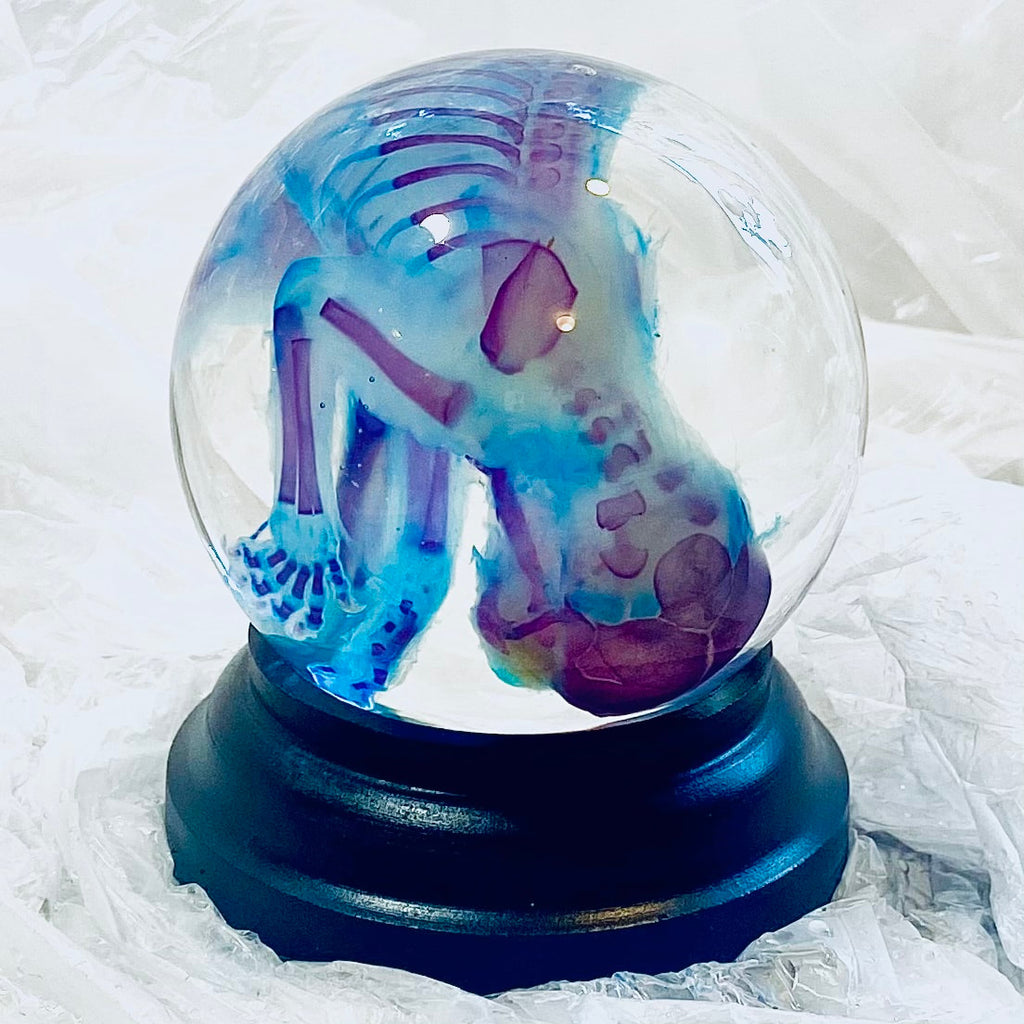 Kitten Diaphonised Wet Specimen Globe