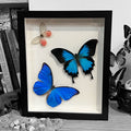 Swirl of Butterflies Genuine Framed Specimens
