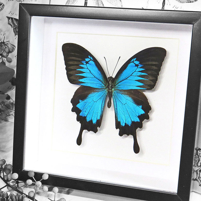 Papilio Ulysses Framed Blue Butterfly Specimen