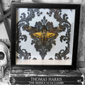 Death's Head Hawkmoth Gothic Framed Specimen