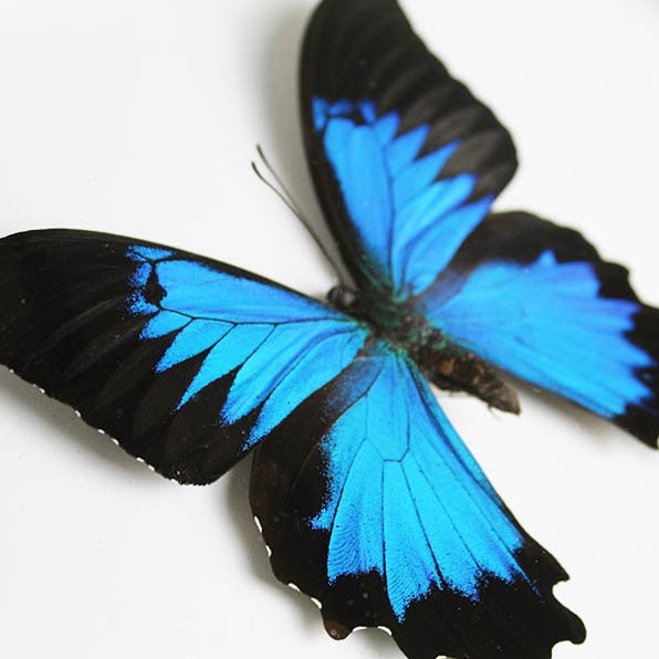 Papilio ulysses Butterfly Frame