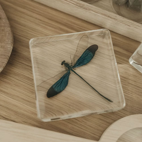 Blue Damselfly Specimen