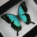 Papilio lorquinianus, Sea Green butterfly in a Frame