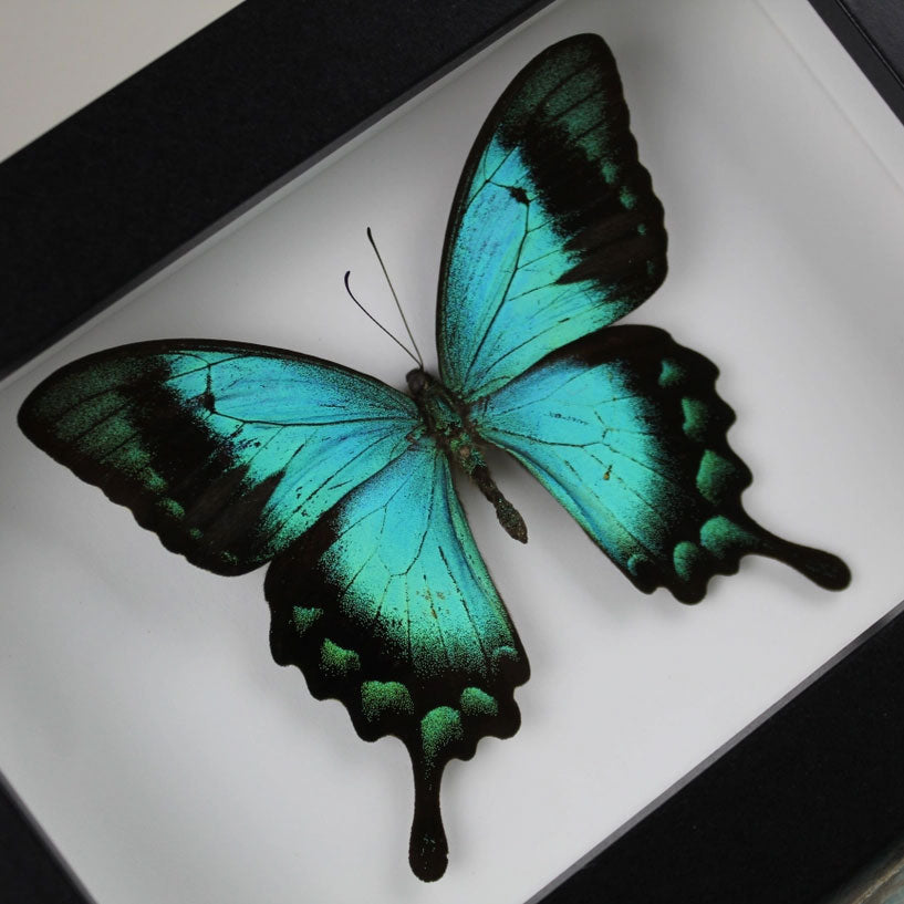 Papilio lorquinianus, Sea Green butterfly in a Frame
