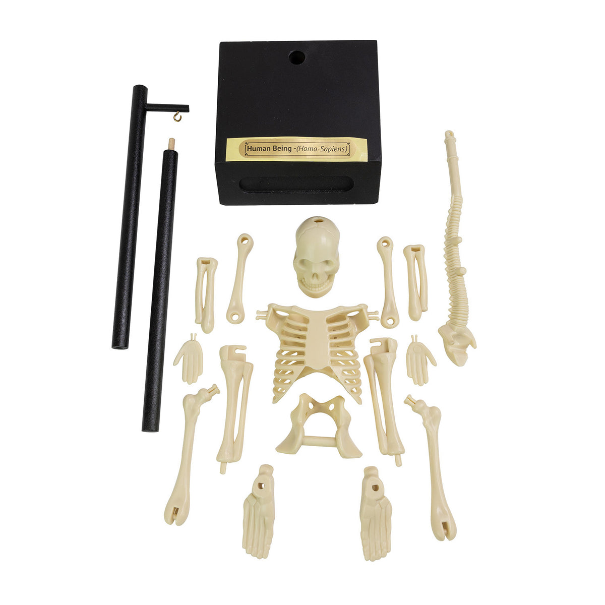 Anatomical Skeleton - DIY Build it Kit
