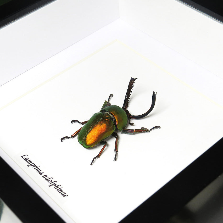 Lamprima Adolphinae Stag Beetle Framed Specimen