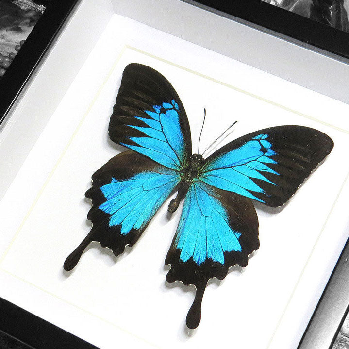 Papilio Ulysses Framed Blue Butterfly Specimen