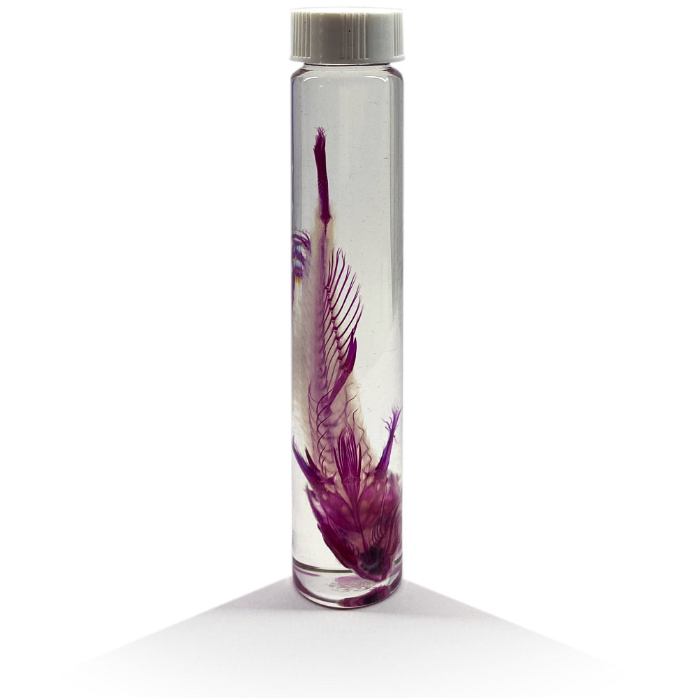 Parrot Fish Diaphonised Wet Specimen