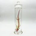 Salamander Diaphonised Wet Specimen