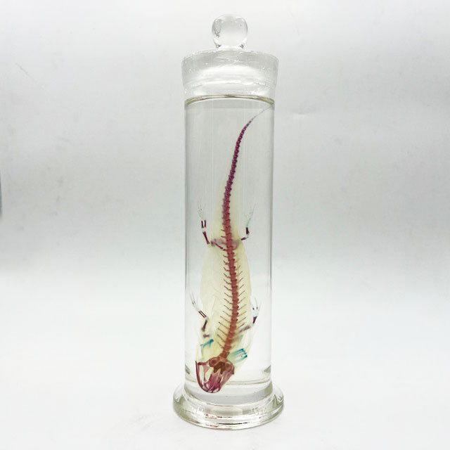 Salamander Diaphonised Wet Specimen