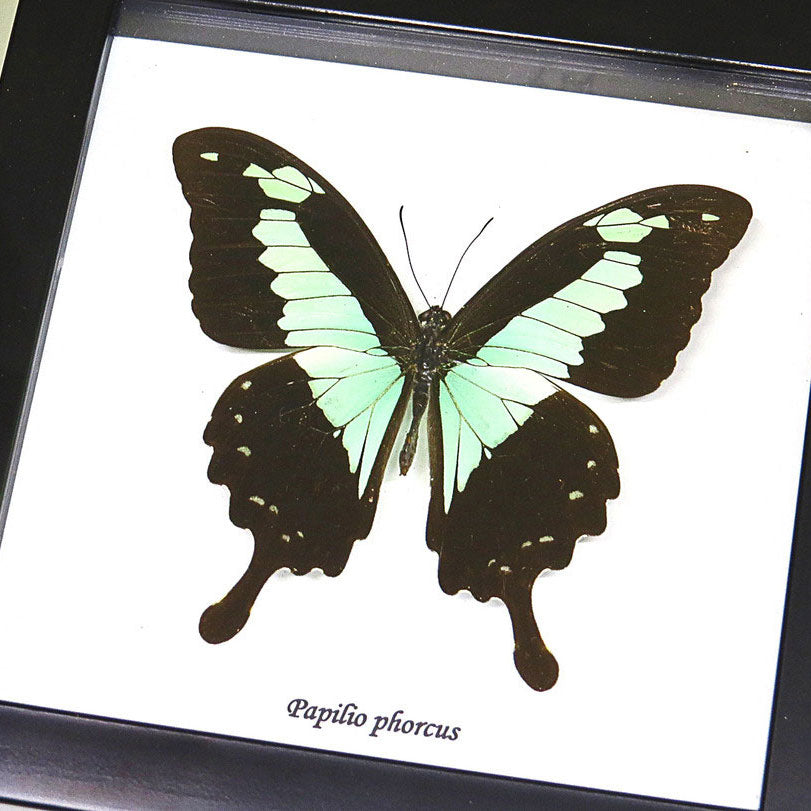 Green Butterfly Papilio Phorcas Swallowtail Genuine Framed Specimen