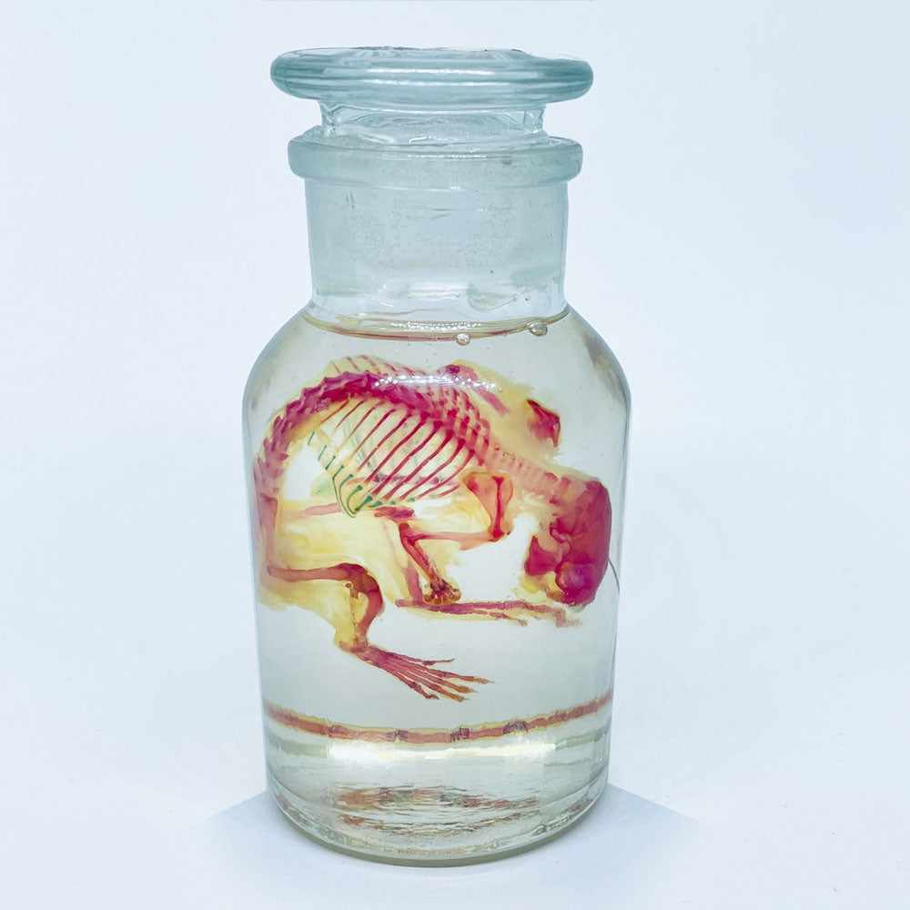 Diaphonised Mouse (Chem. Jar) Wet Specimen