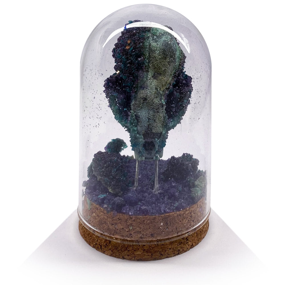 Crystalized Mink Skull