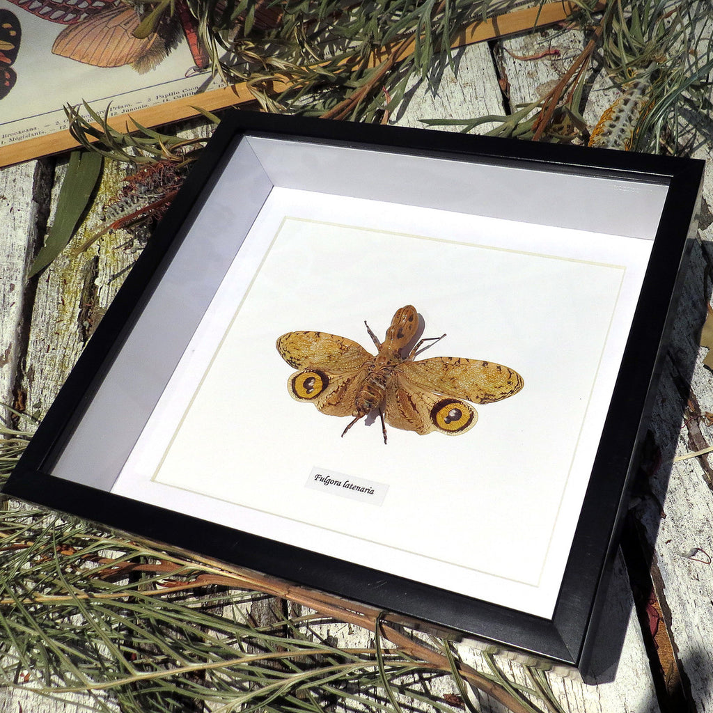 Fulgora Laternaria Genuine Framed Specimen