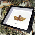 Fulgora Laternaria Genuine Framed Specimen