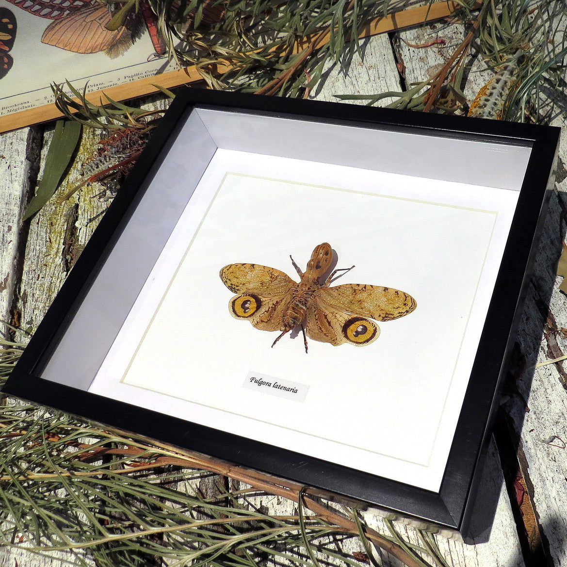 Fulgora Laternaria Genuine Framed Specimen