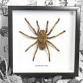 Spider Acanthoscurria Ferina Framed Tarantula Specimen
