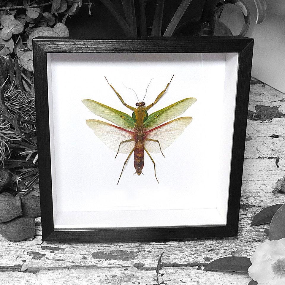 Rhombodera Basalis Mantid Genuine Framed Specimen