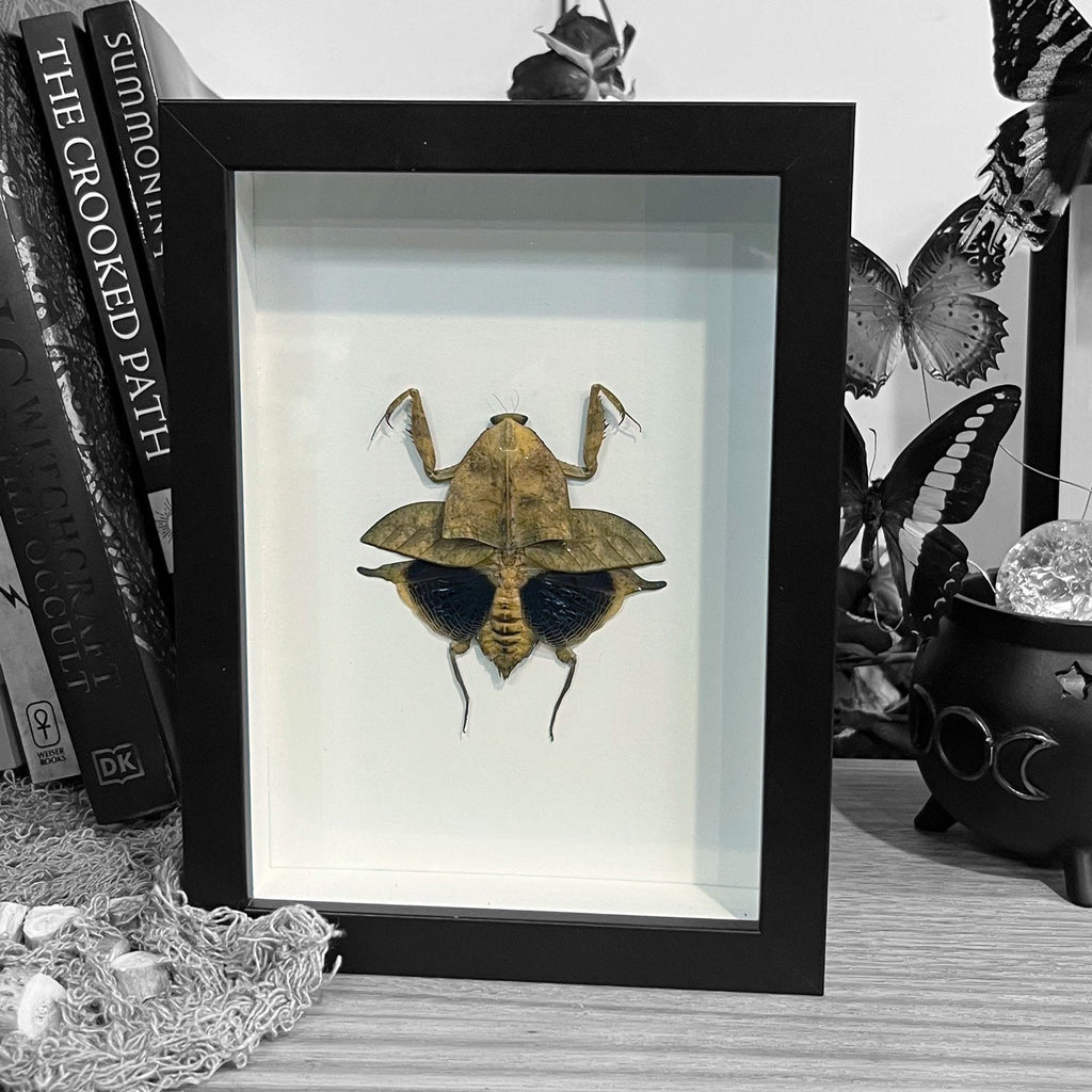 Deroplatys truncata Mantis Framed Genuine Specimen