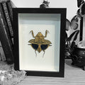 Deroplatys truncata Mantis Framed Genuine Specimen