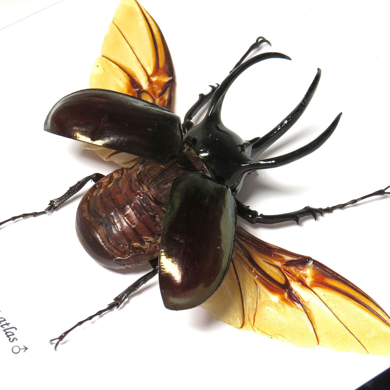 Chalcosoma Caucasus Male Framed Rhino Beetle Specimen