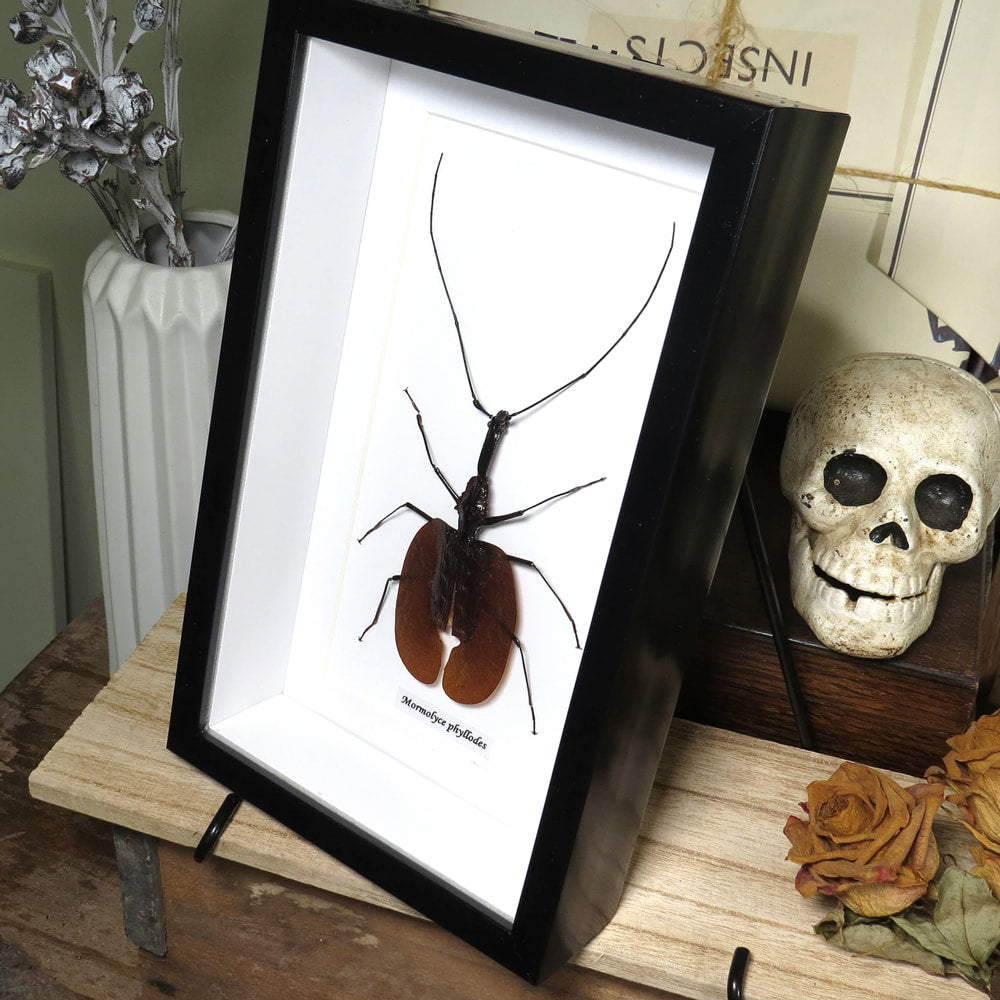 Giant Violin Beetle Framed Specimen