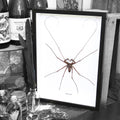 Cave Spider Phryna Grossetaitai Framed Specimen