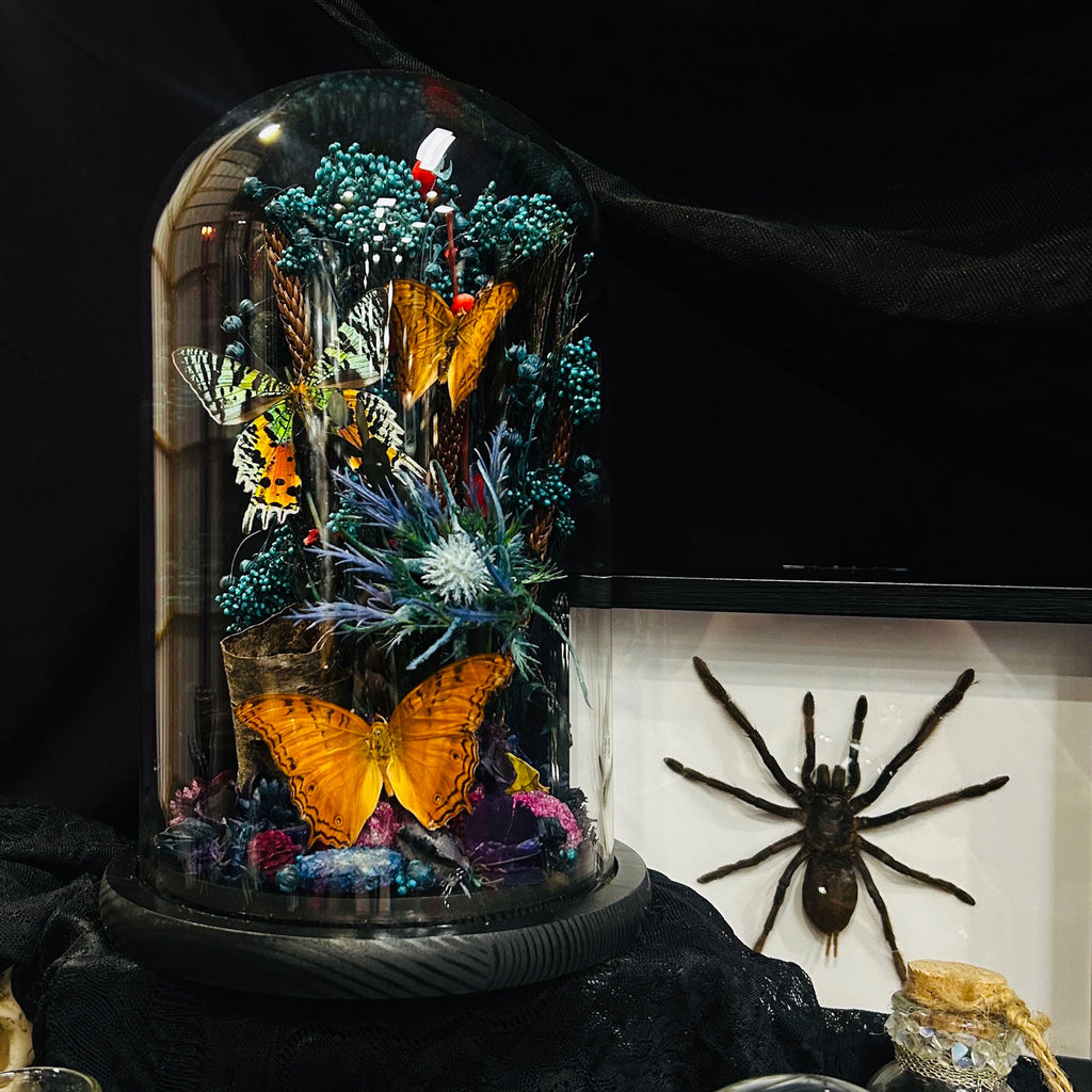 Madagascan Moth and Butterfly Genuine Specimen Curiosity Dome