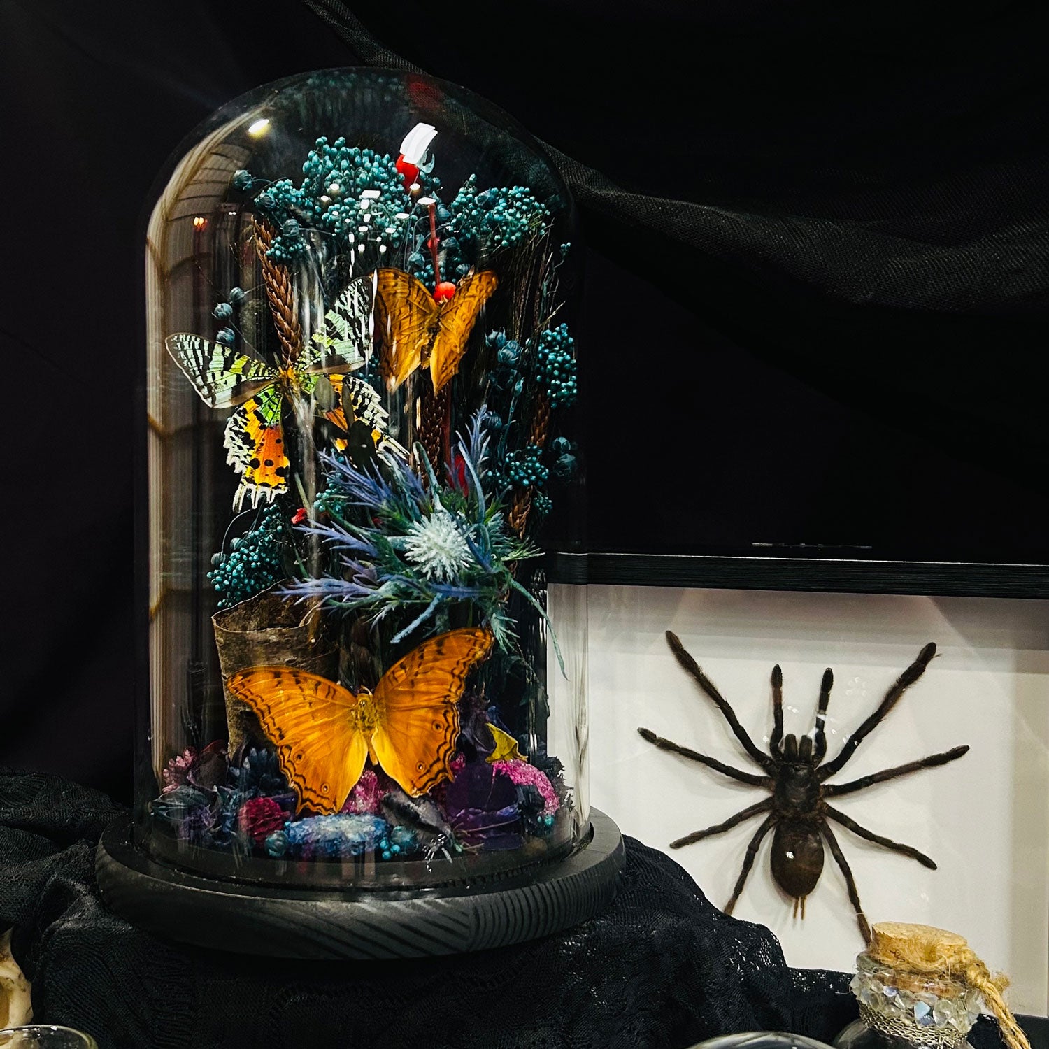 Madagascan Moth and Butterfly Genuine Specimen Curiosity Dome