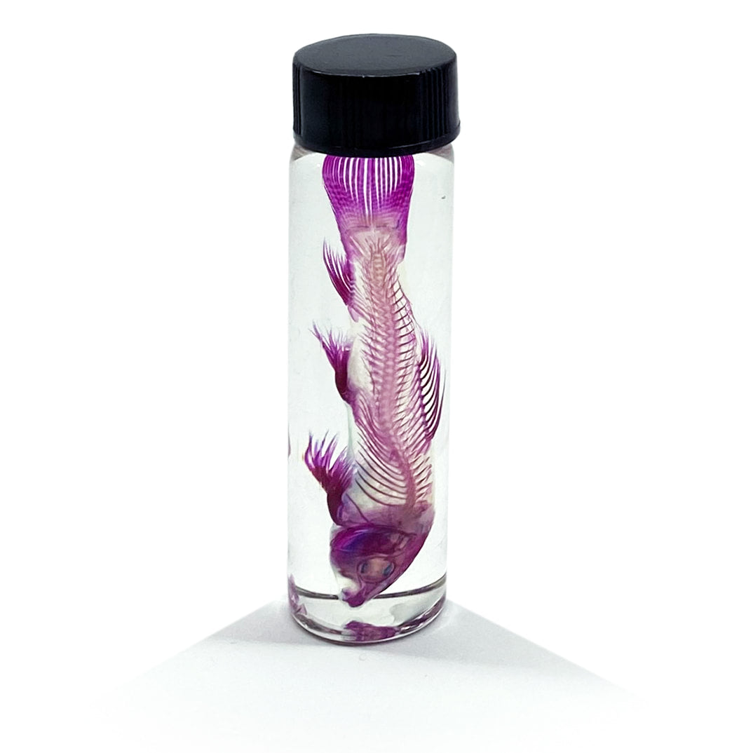 Rainbow Shark Diaphonised Specimen